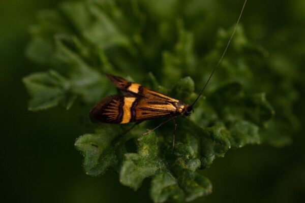 New Lanternfly Species Vietnam Cambodia