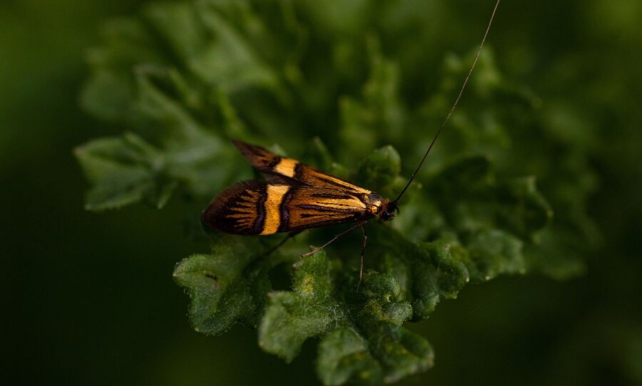 New Lanternfly Species Vietnam Cambodia